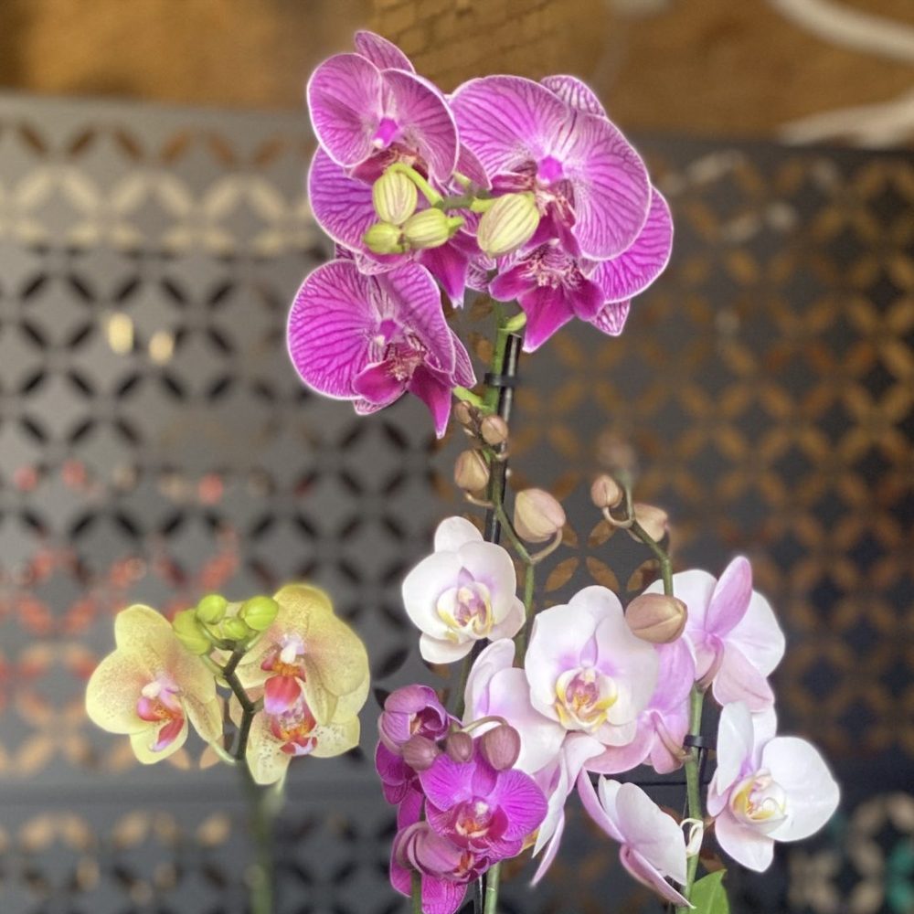 orchid flower